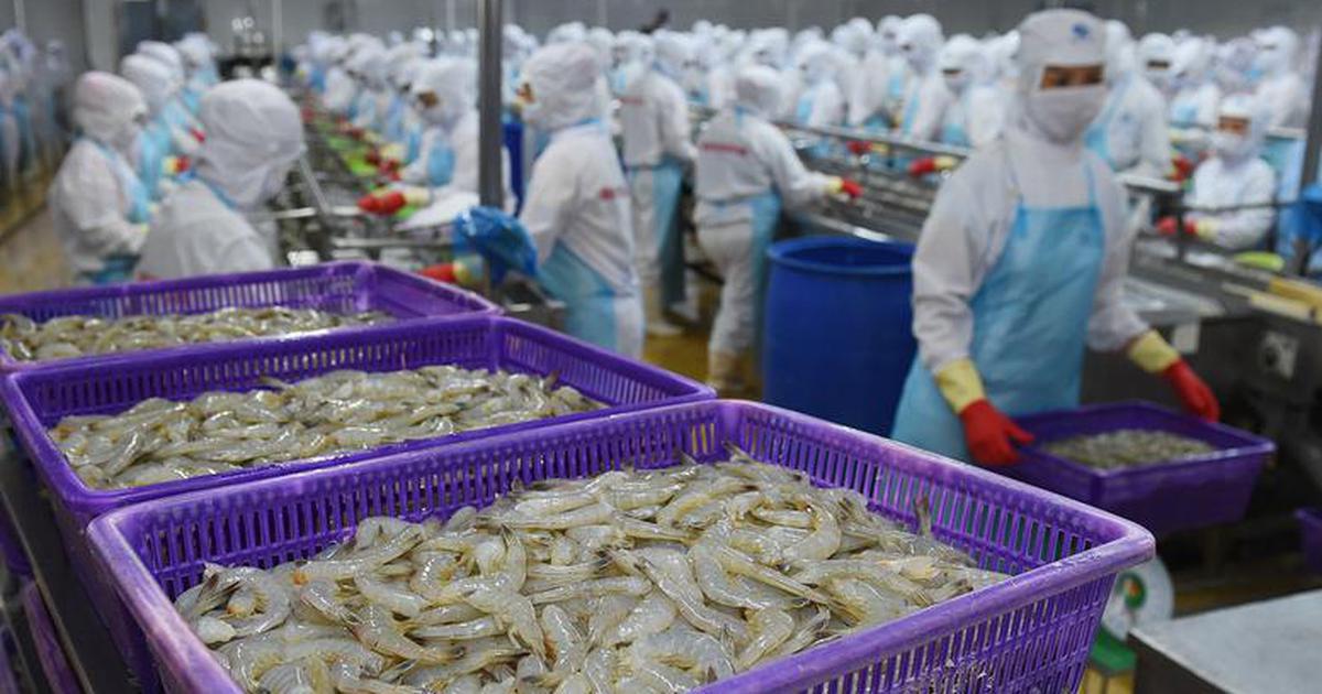 Lãnh đạo VASEP: Tôm đông lạnh Việt Nam có thể chịu áp lực lớn từ quyết định thuế mới của Mỹ