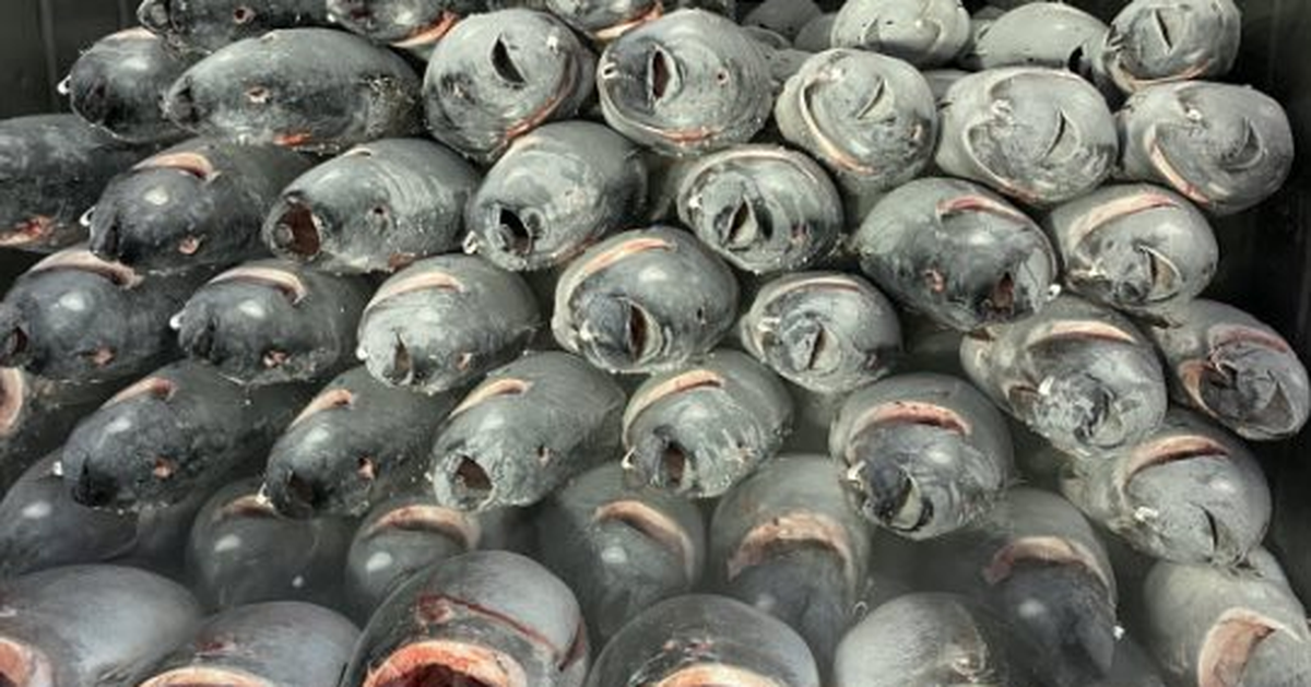 “Siêu cá” của Việt Nam được người Nga mua về làm salad, hơn 100 nước nhập khẩu: Dinh dưỡng vượt cá hồi, cực tốt cho sức khỏe