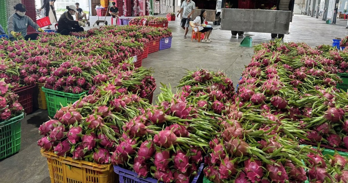 Thanh long rớt giá thảm, khi thị trường lớn không còn ‘gánh’ nguồn cung