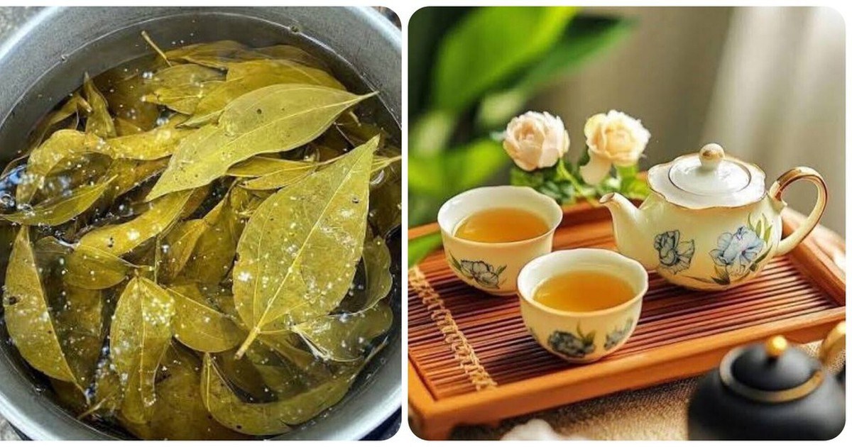 Uống nước lá vối mỗi ngày có giúp giảm cân?