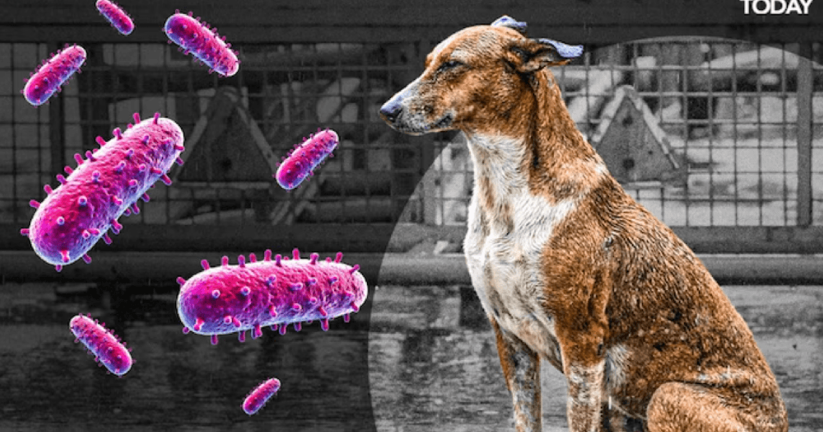Xếp hạng: 10 loại virus nguy hiểm nhất thế giới...