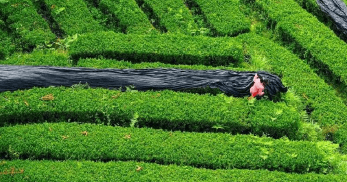 12.000 tấn matcha được cung ứng ra thị trường k...
