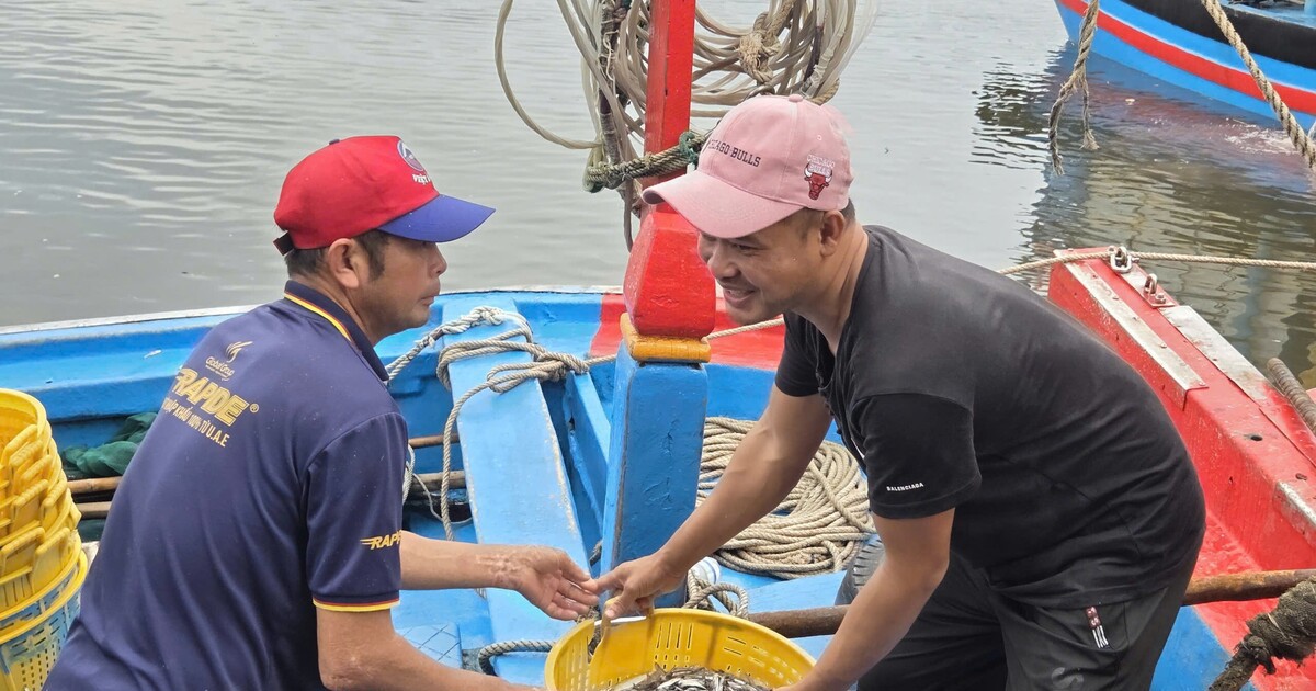 Trúng đậm cá cơm trái vụ, ngư dân Quảng Ngãi "bỏ túi" bạc triệu mỗi ngày