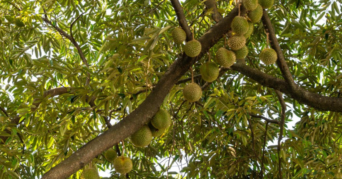 Không phải Thái Lan, một đối thủ của sầu riêng Việt Nam gặp khó chồng khó: Số cây ra hoa giảm 60%, vụ thu hoạch đứng trước nguy cơ chậm trễ