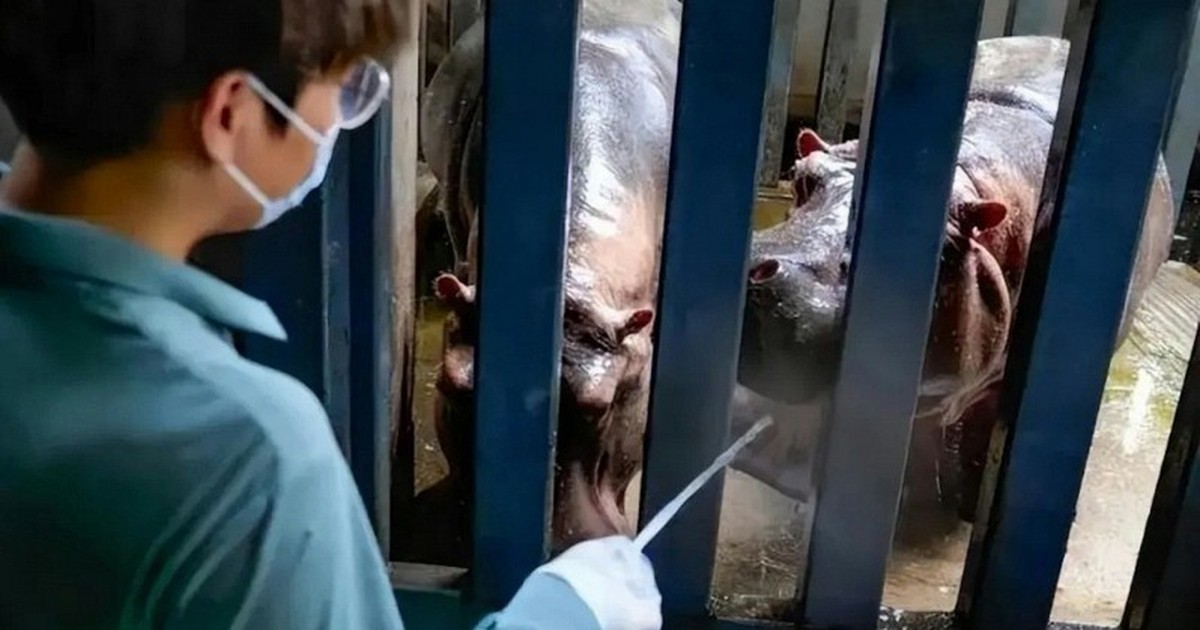 Lời thú nhận của một thạc sĩ 28 tuổi làm nhân viên chăm sóc hà mã, phải dọn 250kg rác thải mỗi ngày