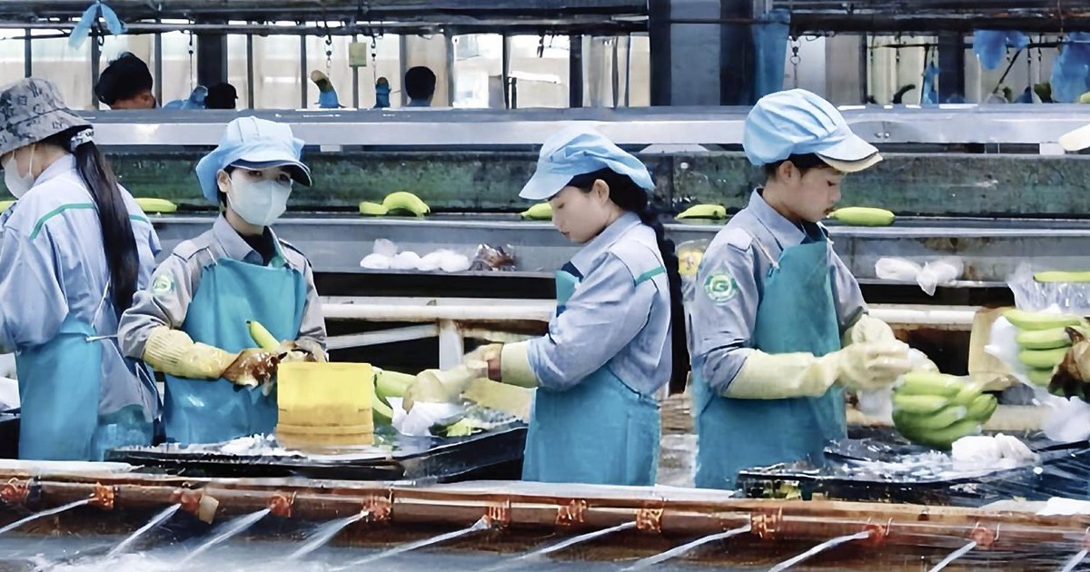 Thaco Agri đã bền bỉ ‘bơm tiền’ cho HAGL Agrico...