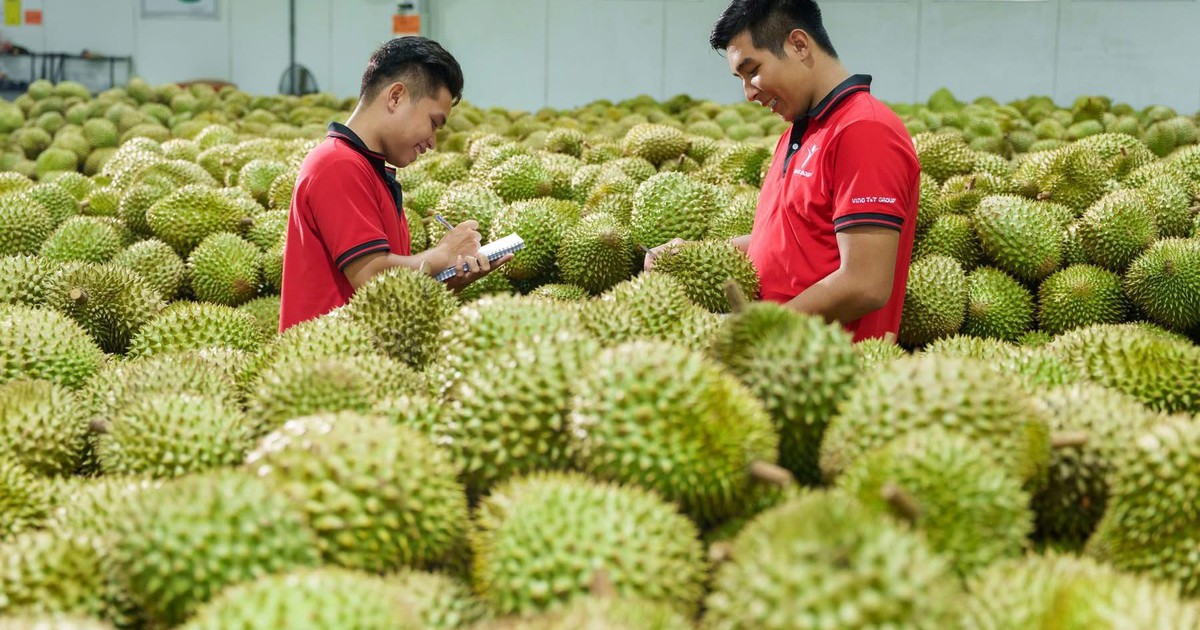 Xuất khẩu sầu riêng có thể cán mốc 4 tỷ USD trong năm 2026