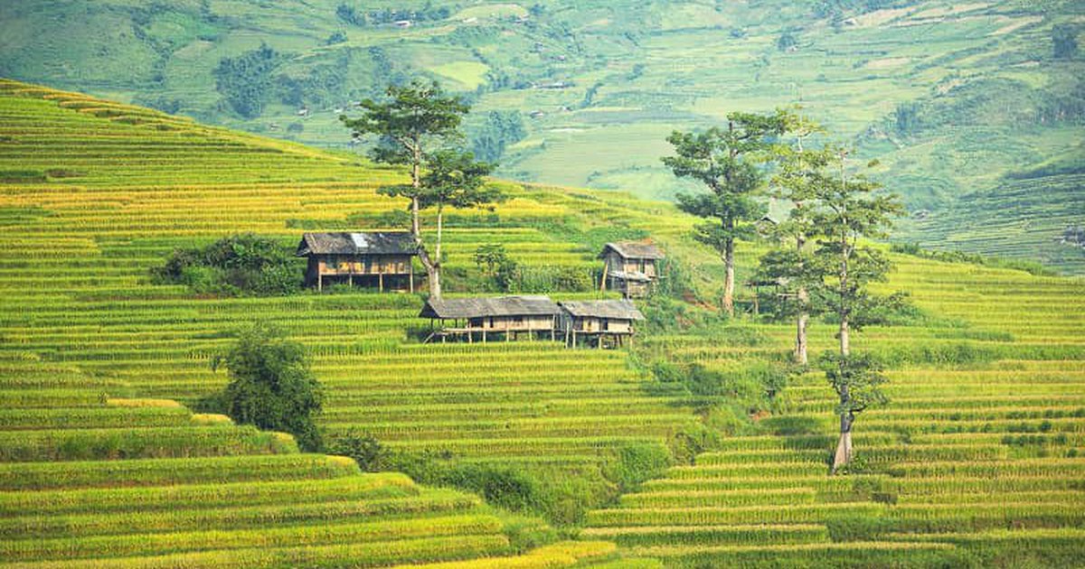 Đến Sa Pa mùa lúa chín, ngoài săn ảnh còn có một cách khác để ngắm núi rừng Tây Bắc