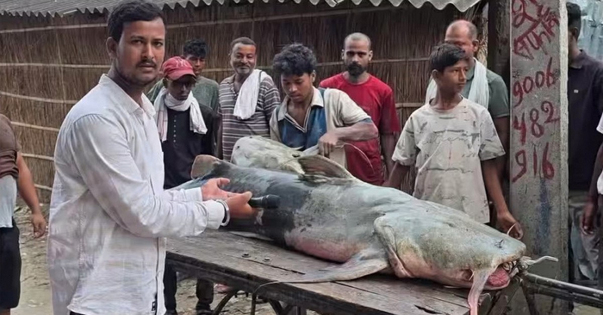Phát hiện loạt cá lạ có con nặng tới 45kg sau lũ Nepal, người ăn vào bị ốm: Chính quyền lập tức cảnh báo