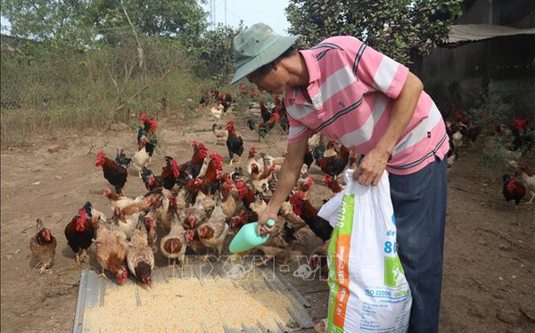 Anh Lý Trung Vân chăm sóc đàn gà ri sạch. Anh Lý Trung Vân chăm sóc đàn gà ri sạch.