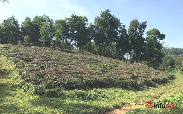 Người Hà Nội đua nhau mua đất vùng ven làm nhà vườn, sinh thái.... Người Hà Nội đua nhau mua đất vùng ven làm nhà vườn, sinh thái....