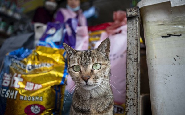 Phát hiện virus SARS-CoV-2 lây lan trong quần thể mèo Vũ Hán