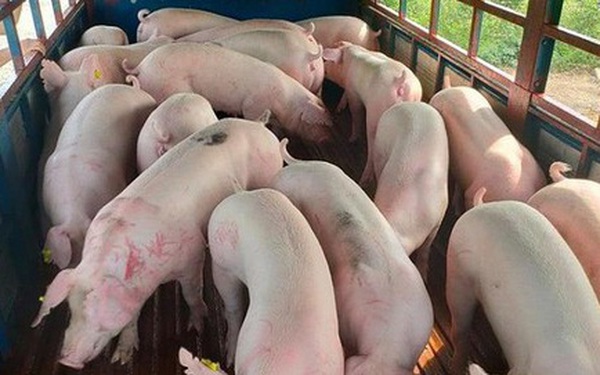 Lợn sống nhập khẩu từ Thái Lan về Việt Nam: Từng bước hiện thực hóa việc bình ổn giá lợn trên thị trường