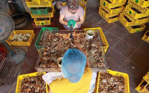 Lạ lùng nghề soi "tĩ" gà: Lương ngang Giám đốc, cạnh tranh ít nhưng cực nhọc khiếp hồn