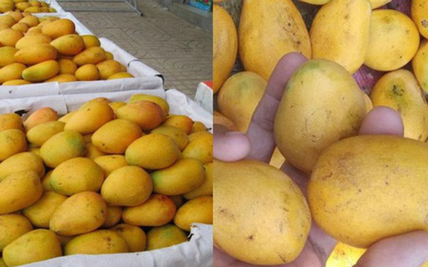 Xoài mini Trung Quốc hạt lép dày thịt có mức giá rẻ bằng 1/2 xoài Việt ...