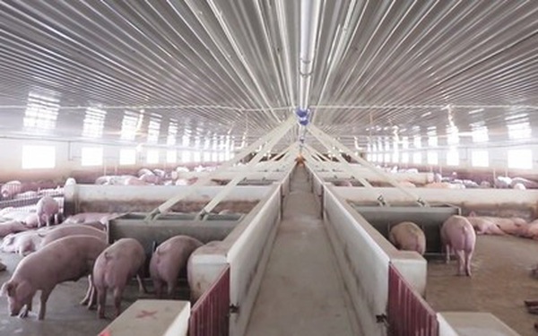 Hưởng lợi từ giá thịt lợn tăng cao, Dabaco công bố lợi nhuận gần 400 tỷ đồng quý 2, cao nhất từ trước đến nay