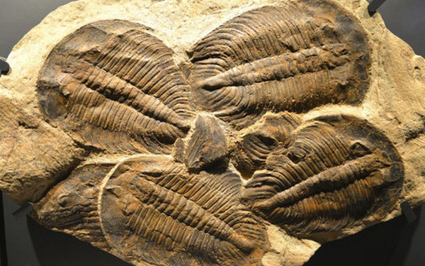 Sự kiện tuyệt chủng kỷ Ordovic: lần đầu tiên sự sống Trái Đất biết tới mùi cay đắng