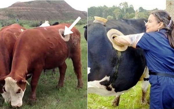 Vì sao trong các trang trại, các con bò đều bị đục lỗ và vẫn sống khỏe?