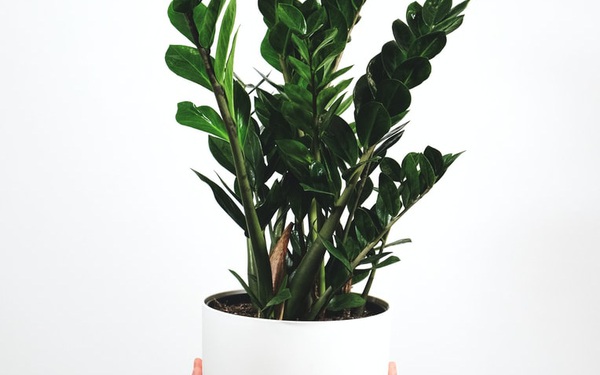 Cây diễm tư: Loại cây phong thủy thượng thặng, đem tài lộc hút may mắn về nhà