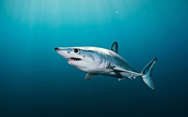 Cá mập: Từ hung thần đại dương đến bàn nhậu, nguy cơ tuyệt chủng cận kề