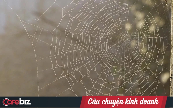 Chi tiết với hơn 73 về mô hình mạng nhện hay nhất - thdonghoadian