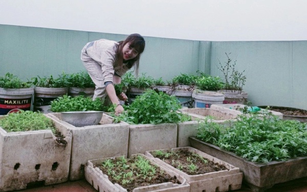 Vườn rau tự nhân giống của bà nội trợ Hà Nội: Thùng xốp đi xin, đất lấy bờ đê vẫn xanh um như nông trại