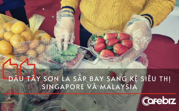 Dâu tây Sơn La được khen “ngon hơn cả dâu Hàn Quốc”, bán giá 1,2 triệu đồng/kg, chuẩn bị bay đi Singapore và Malaysia