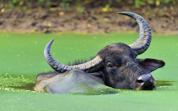 Những doanh nhân nổi tiếng tuổi Quý Sửu: Từ CEO Thế giới di động đến Chủ tịch chứng khoán Bản Việt