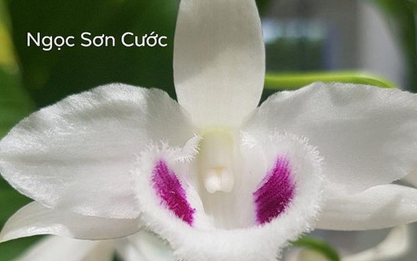 Lan phi điệp Ngọc Sơn Cước có giao dịch đẩy lên tới 250 tỷ đồng. Lan phi điệp Ngọc Sơn Cước có giao dịch đẩy lên tới 250 tỷ đồng.