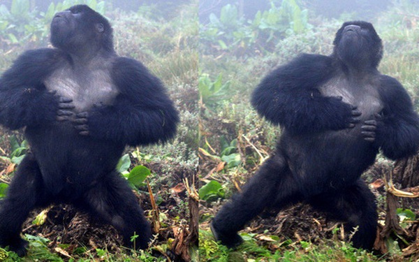 Khoa học quan sát khỉ đột: Điều gì xảy ra khi khoa học kết hợp với động vật? Hãy xem hình ảnh về khoa học quan sát khỉ đột để khám phá những điều thú vị và bất ngờ về chúng ta cùng với những sinh vật thông minh của tự nhiên.