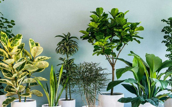 10 loại cây cảnh nên trồng trong nhà vì vừa thanh lọc không khí ...