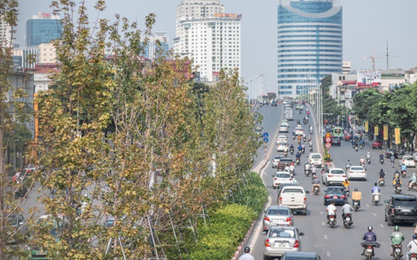 Hà Nội thay thế toàn bộ hàng cây phong lá đỏ trên đường Nguyễn Chí Thanh - Trần Duy Hưng