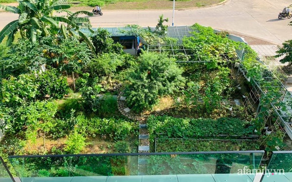 "Nông trại" rộng 300m² đẹp như cổ tích với đủ loại hoa và rau quả của mẹ 4 con ở Móng Cái, Quảng Ninh