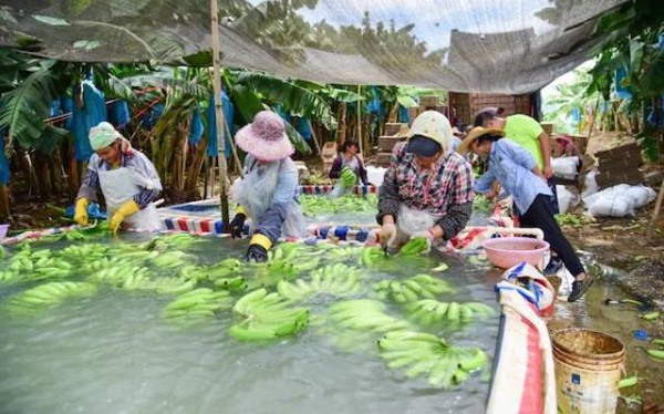 Giá cước vận chuyển cao đang khiến chuối Philippines mất lợi thế cạnh tranh ở thị trường Trung Quốc. Ảnh: Fresh Plaza Giá cước vận chuyển cao đang khiến chuối Philippines mất lợi thế cạnh tranh ở thị trường Trung Quốc. Ảnh: Fresh Plaza