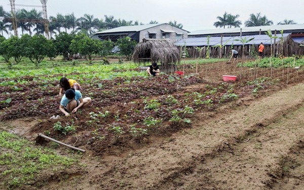 Đại gia lao tâm khổ tứ vì chôn hàng chục tỉ đồng vào farmstay, mua đất 6 triệu đồng/m2 lúc sốt, rao bán mãi không ai mua, phải bán cho chủ cũ 3 triệu đồng/m2 - Vimarsana News
