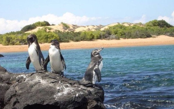 Là biểu tượng của Nam Cực, tại sao chim cánh cụt cũng sống ở xích đạo nhiệt đới?