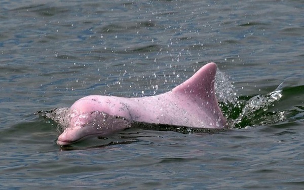  Cá heo hồng bất ngờ xuất hiện ở vùng biển Việt Nam, hiếm đến thế nào mà ngư dân thích thú hét to?