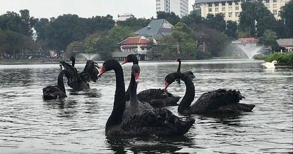 Đàn thiên nga thời điểm thả xuống hồ Thiền Quang năm 2018. Ảnh: PV Đàn thiên nga thời điểm thả xuống hồ Thiền Quang năm 2018. Ảnh: PV