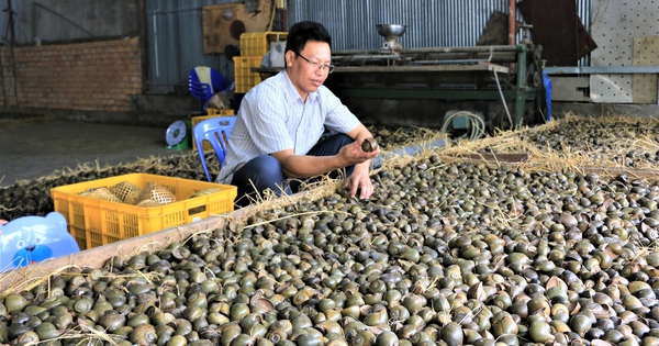 Anh Lê Hồng Lâm đang theo dõi ốc ngủ Anh Lê Hồng Lâm đang theo dõi ốc ngủ