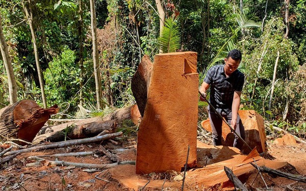 Provincial Chair Kon Tum directs urgent investigation into deforestation cases in Mang Den