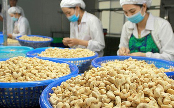 Overview of the biggest fraud case in the history of Vietnam’s cashew industry