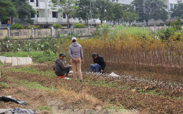 It’s Hanoi’s turn to suspend the division of plots and separate plots from agricultural land