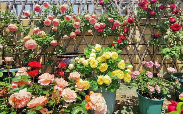 Taking advantage of the terrace to make a flower garden to satisfy her passion, the young mother received an unexpected request to buy flowers