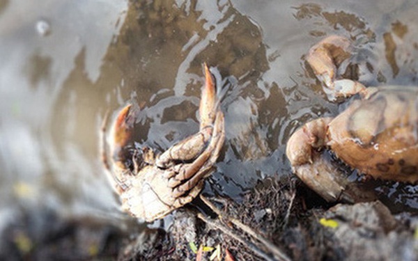 The cause of the sudden death of Ca Mau sea crabs has been found on a large scale