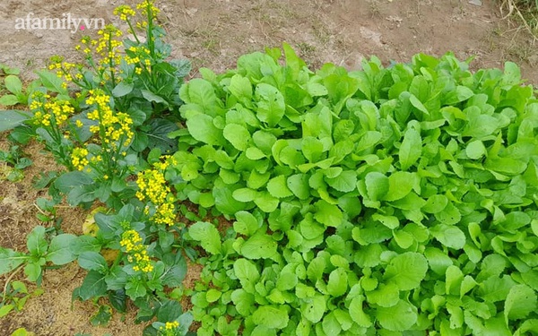 The mother of three children in Ha Dong grows 12 beds of clean vegetables herself in the yard of the apartment, which saves nearly 2 million dong per month on going to the market.