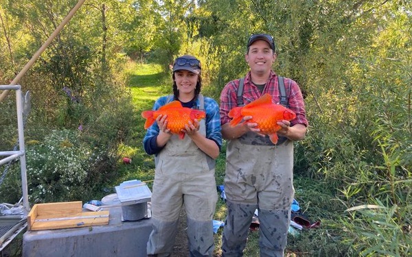 Canada’s waterways are being invaded by super-large schools of goldfish