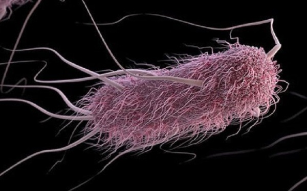 Tìm ra loại vi khuẩn được điều khiển bằng âm thanh, có khả năng TIÊU DIỆT căn bệnh gây ra cái chết cho hơn 9 triệu người/năm