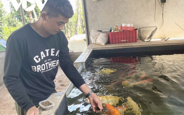 Raising Koi fish, young people in the mountain town make billions of money every year