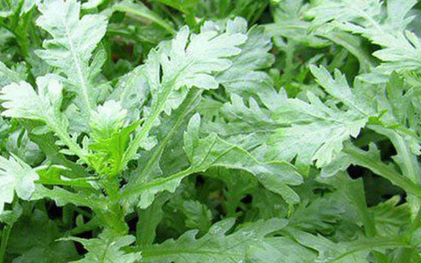 8 medicinal uses of chrysanthemum vegetables