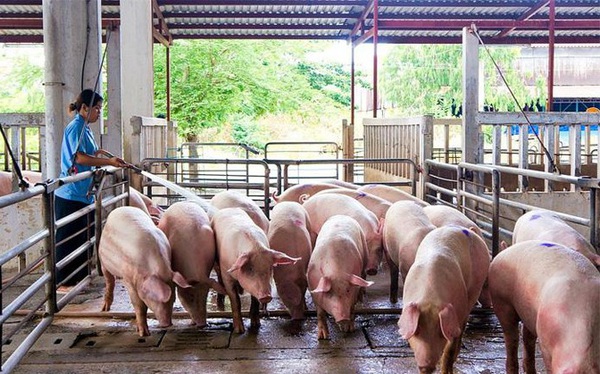 Live hog prices increased simultaneously, approaching the mark of 60,000 VND/kg